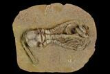 Fossil Crinoid (Jimbacrinus) - Gascoyne Junction, Australia #129402-1